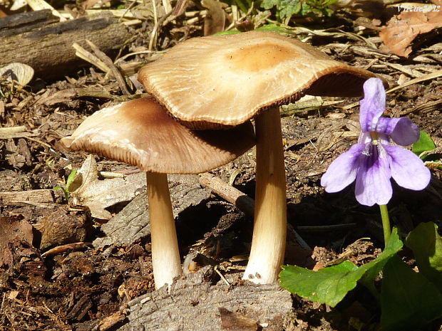 hodvábnica jarná?? Entoloma clypeatum (L.) P. Kumm.