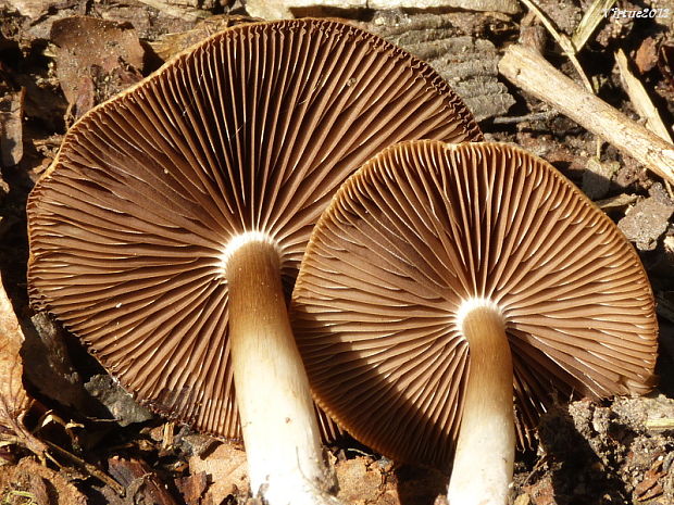 hodvábnica jarná??? Entoloma clypeatum (L.) P. Kumm.