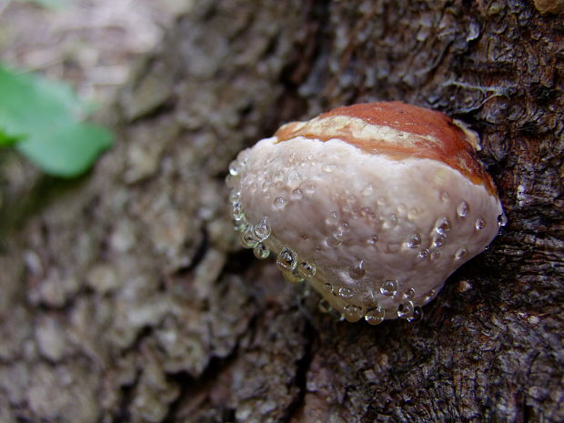 práchnovček Fomitopsis sp.