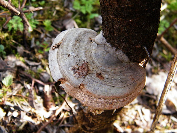 lesklokôrovka plochá Ganoderma applanatum (Pers.) Pat.