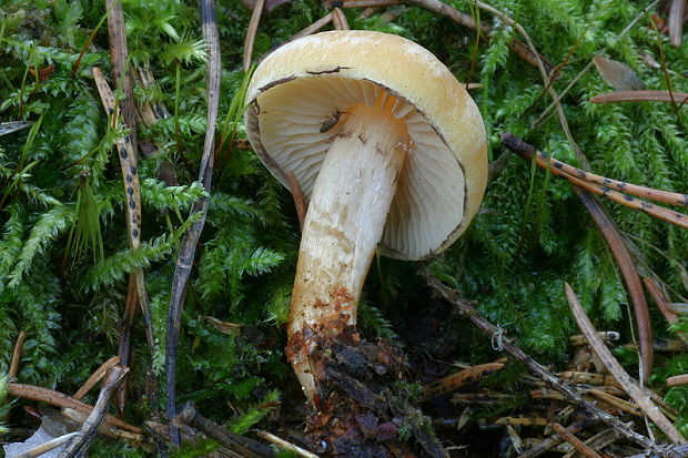 strapcovka maková Hypholoma capnoides (Fr.) P. Kumm.