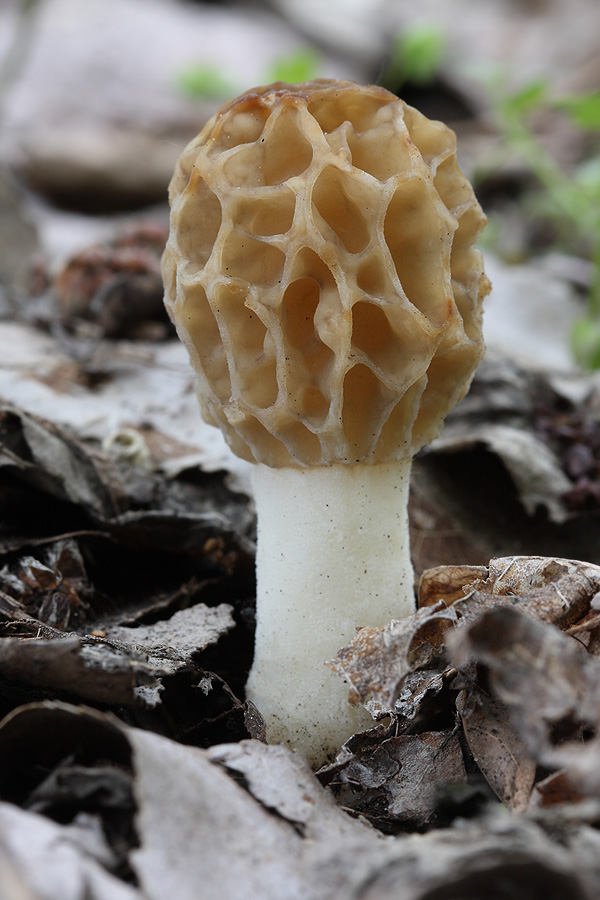 smrčok jedlý Morchella esculenta (L.) Pers.