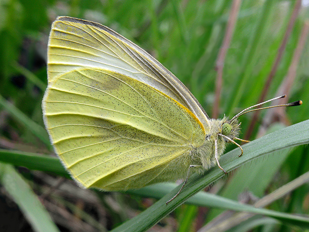 mlynárik repový Pieris rapae