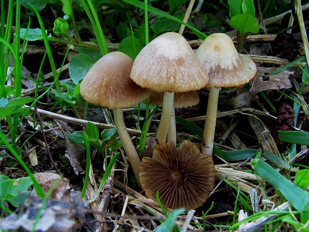 drobuľka Psathyrella sp.