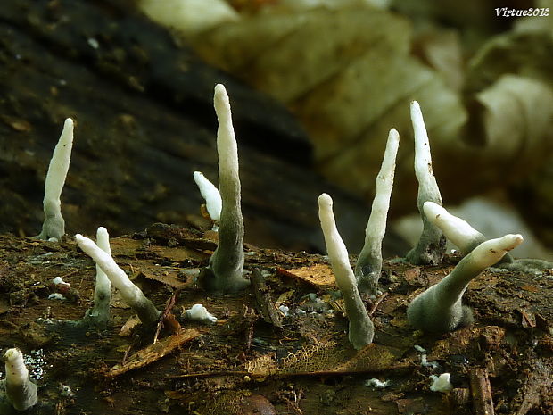 drevnatec parohatý Xylaria hypoxylon (L.) Grev.