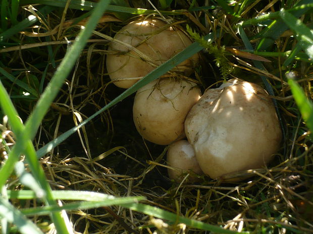 čírovnica májová Calocybe gambosa (Fr.) Donk