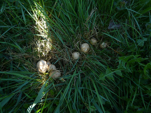 čírovnica májová Calocybe gambosa (Fr.) Donk