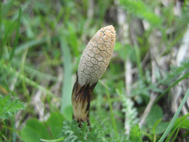 praslička roľná Equisetum arvense L.