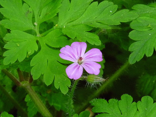 pakost smradľavý Geranium robertianum L.