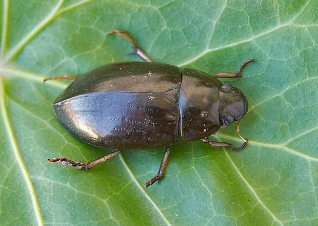 vodomil Hydrochara caraboides