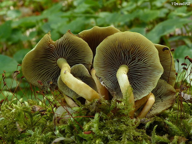 strapcovka Hypholoma sp.