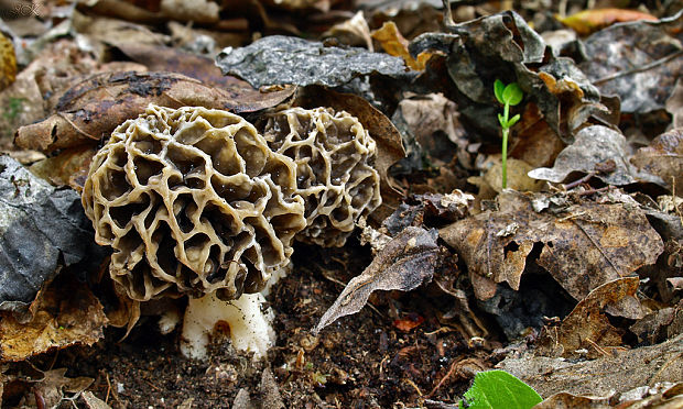 smrčok jedlý Morchella esculenta (L.) Pers.