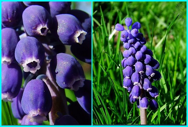 modrica strapcovitá Muscari atlanticum Boiss. et Reut.