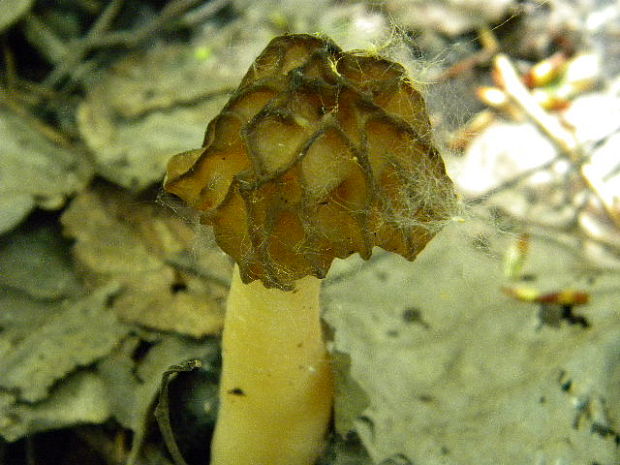 smrčkovec český Verpa bohemica (Krombh.) J. Schröt.