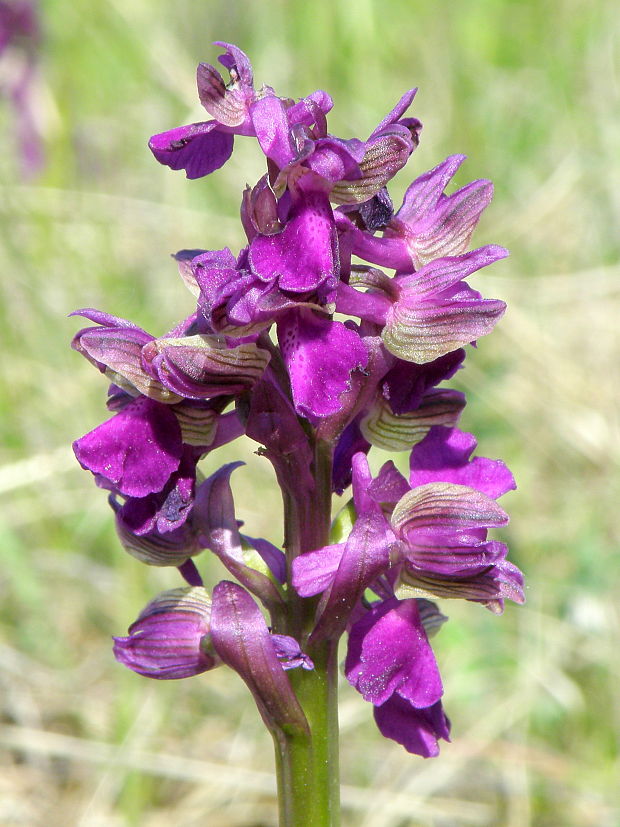 červenohlav obyčajný Anacamptis morio (L.) R. M. Bateman, A. M. Pringeon & M. W. Chase