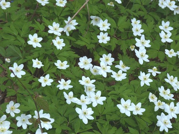 veternica hájna Anemone nemorosa L.