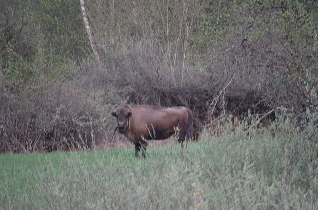 zubor európsky Bison bonasus