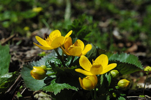 záružlie močiarne Caltha palustris L.