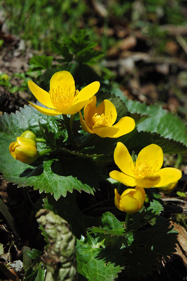 záružlie močiarne Caltha palustris L.