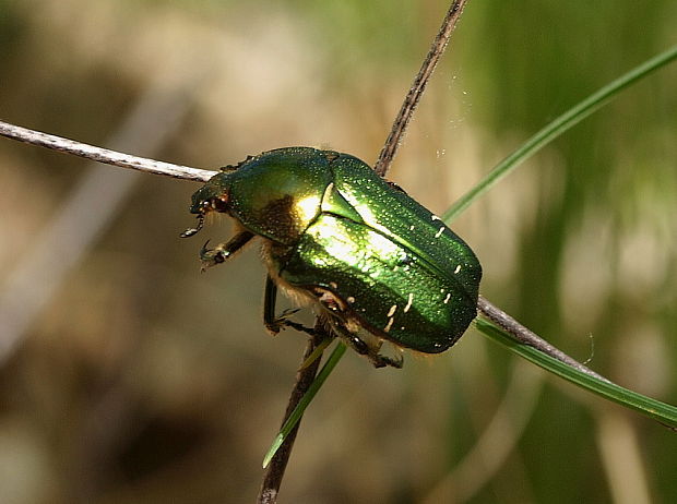 zlatoň obyčajný Cetonia aurata