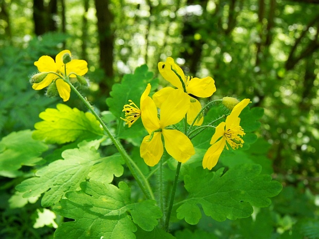 lastovičník väčší Chelidonium majus L.