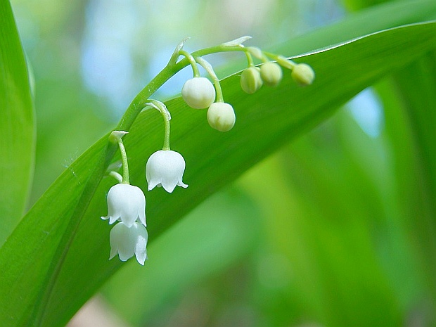 konvalinka voňavá Convallaria majalis L.