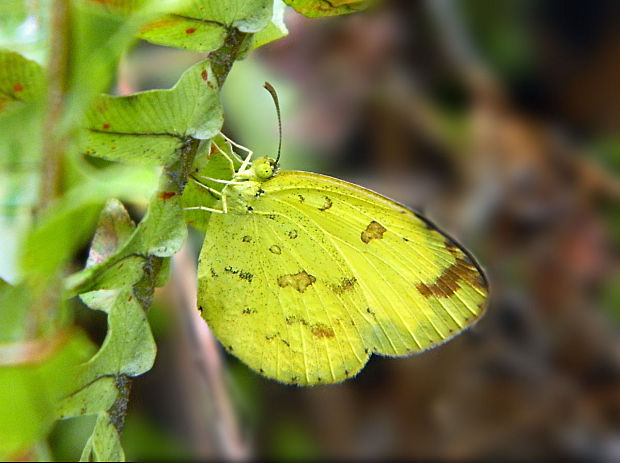 žluťásek? Eurema hecabe   LINNAEUS, 1758