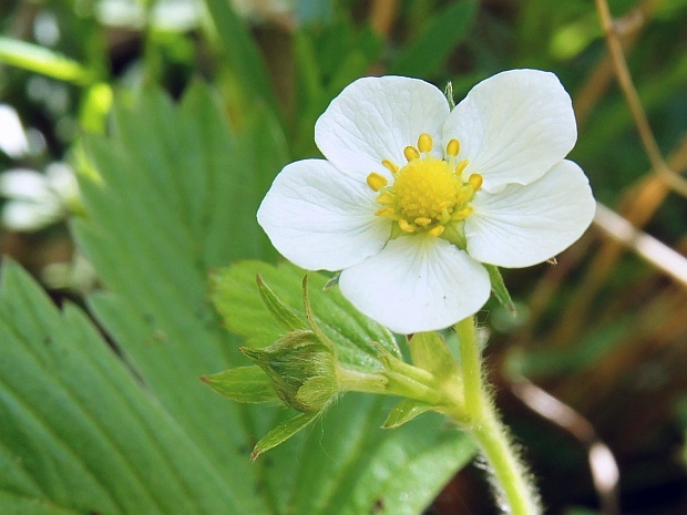 jahoda obyčajná Fragaria vesca L.