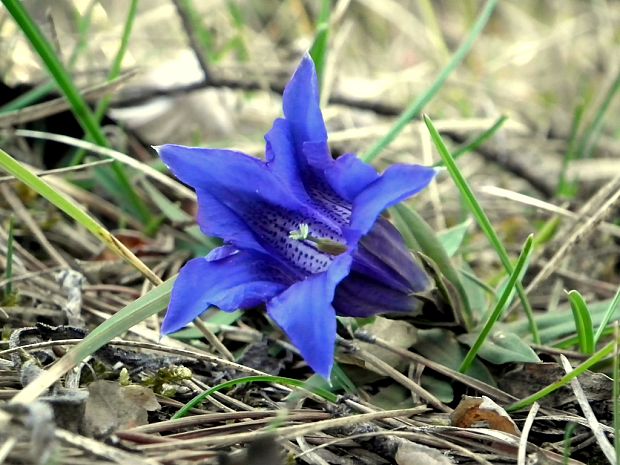 horec clusiov Gentiana clusii Perr. et Songeon