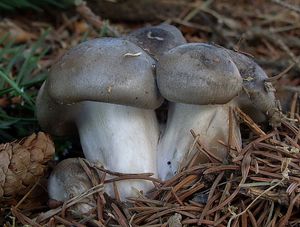 šťavnačka marcová Hygrophorus marzuolus (Fr.) Bres.