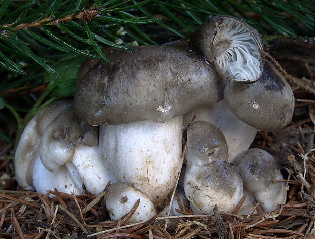 šťavnačka marcová Hygrophorus marzuolus (Fr.) Bres.