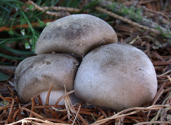 šťavnačka marcová Hygrophorus marzuolus (Fr.) Bres.