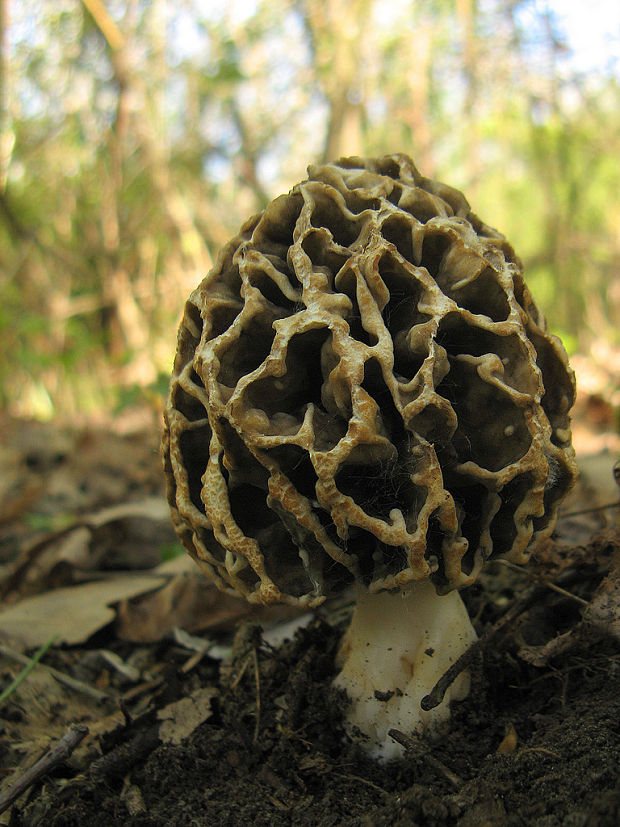 smrčok obyčajný Morchella vulgaris (Pers.) Gray