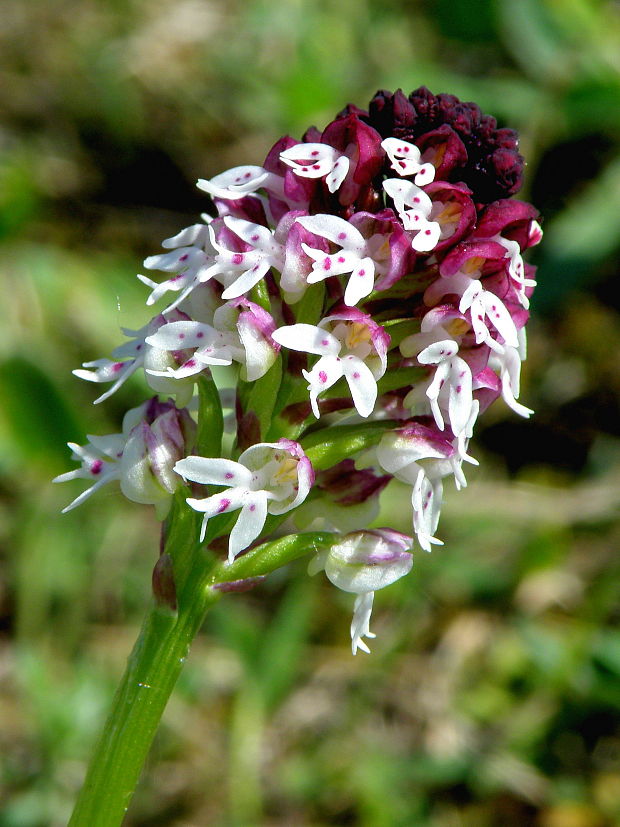 neotinea počerná pravá Neotinea ustulata subsp. ustulata (L.) R. M. Bateman, A. M. Pridgeon et M. W. Chase