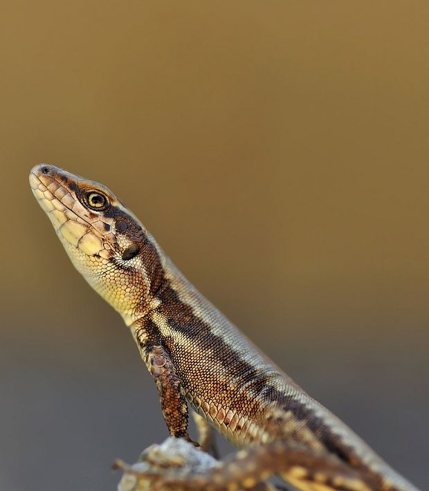 jašterica murová Podarcis muralis