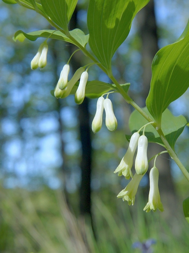 kokorík voňavý Polygonatum odoratum (Mill.) Druce