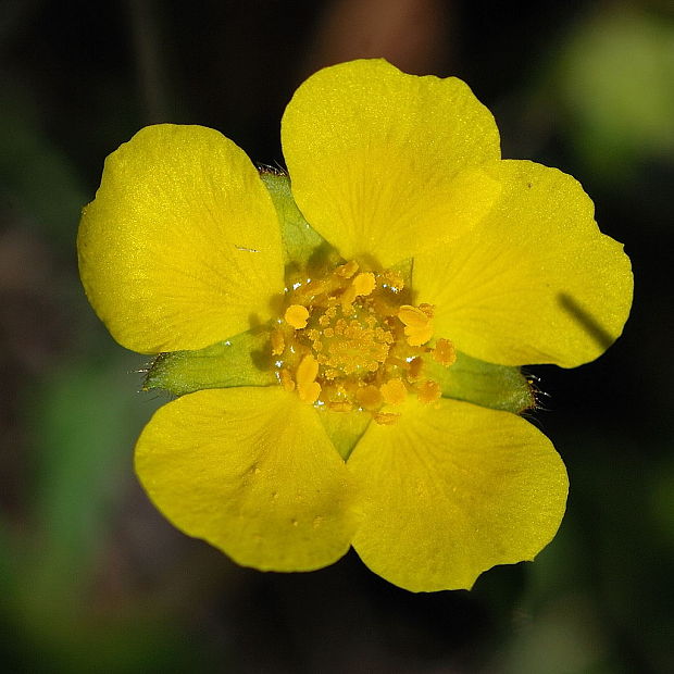 nátržník piesočný Potentilla arenaria Borkh.