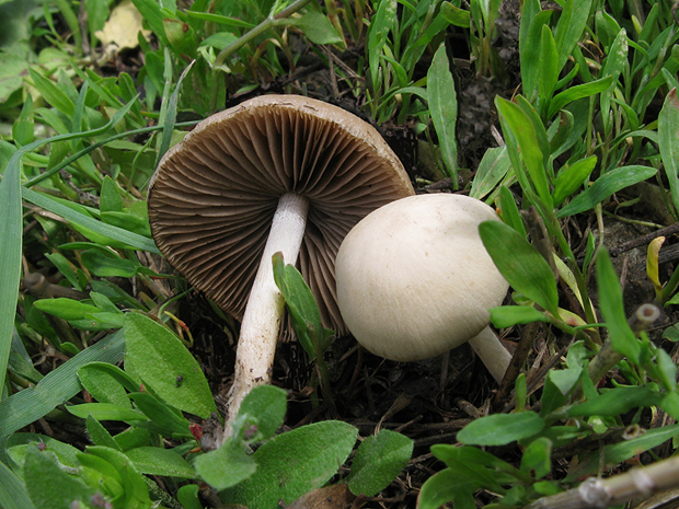 drobuľka Candolleova? Psathyrella candolleana (Fr.) Maire