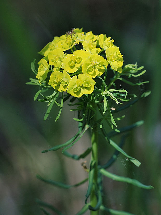 mliečnik chvojkový Tithymalus cyparissias (L.) Scop.