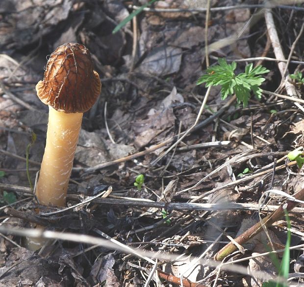 smrčkovec český Verpa bohemica (Krombh.) J. Schröt.