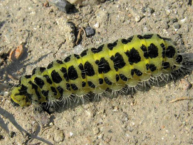 vretienka päťbodá Zygaena lonicerae