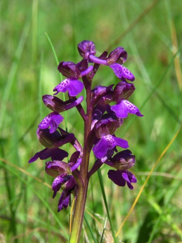 červenohlav obyčajný Anacamptis morio (L.) R. M. Bateman, A. M. Pringeon & M. W. Chase