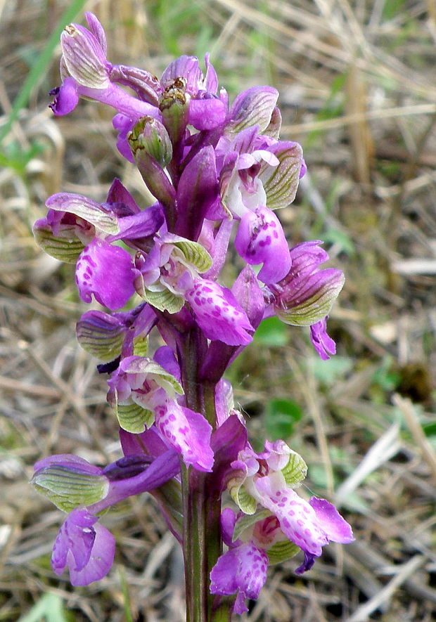 červenohlav obyčajný Anacamptis morio (L.) R. M. Bateman, A. M. Pringeon & M. W. Chase