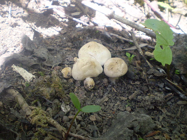 čírovnica májová Calocybe gambosa (Fr.) Donk