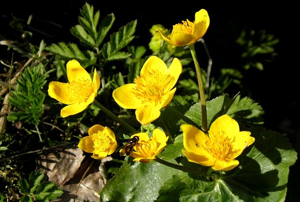 záružlie močiarne Caltha palustris L.