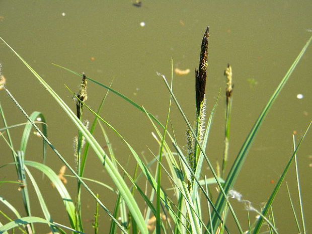 ostrica Carex sp.