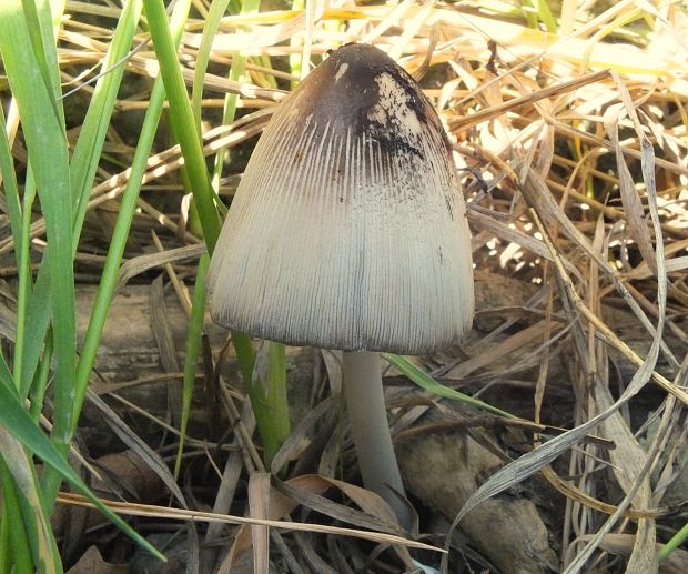 hnojník Coprinus sp.