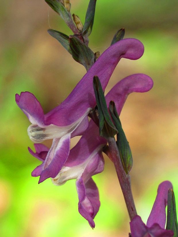 chochlačka dutá Corydalis cava (L.) Schweigg. et Körte