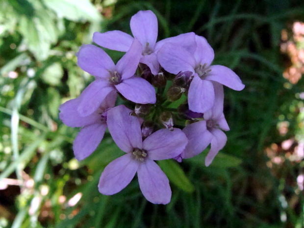 zubačka cibuľkonosná Dentaria bulbifera L.