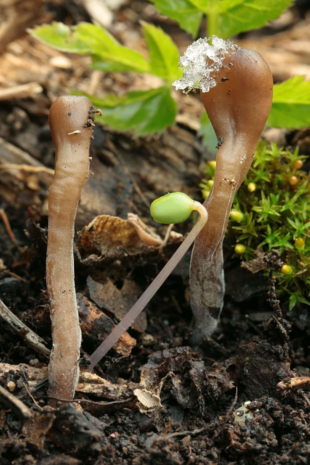 hľuznatka veternicová Dumontinia tuberosa (Bull.) L.M. Kohn